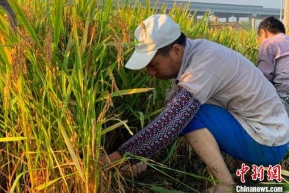 “中国黄酒之都”忙酿酒药 绍兴酒高温开启冬酿序幕